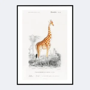 Giraffe Orbigny, Original Hand-Colored zoology plate animals | Digital DOWNLOAD