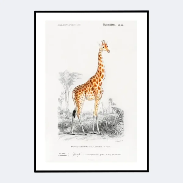 Giraffe Orbigny, Original Hand-Colored zoology plate animals | Digital DOWNLOAD